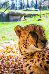 Lazy cheetah 2