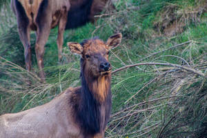 Oregon Elk