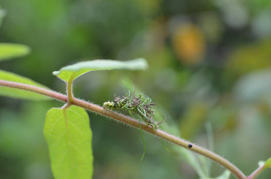 Looper Caterpillar