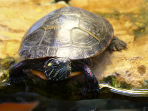 Squirtle The Turtle #2
