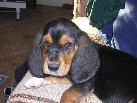 Baxter as a puppy