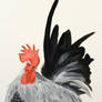 Japanese Rooster