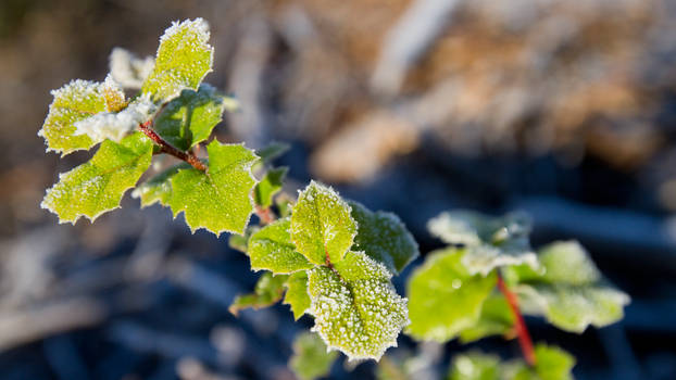 California Frost