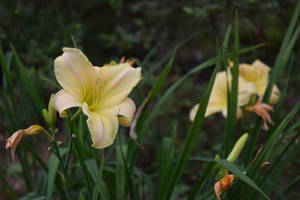Maclay Gardens 41