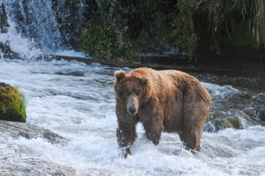 Bear at Brooks Falls