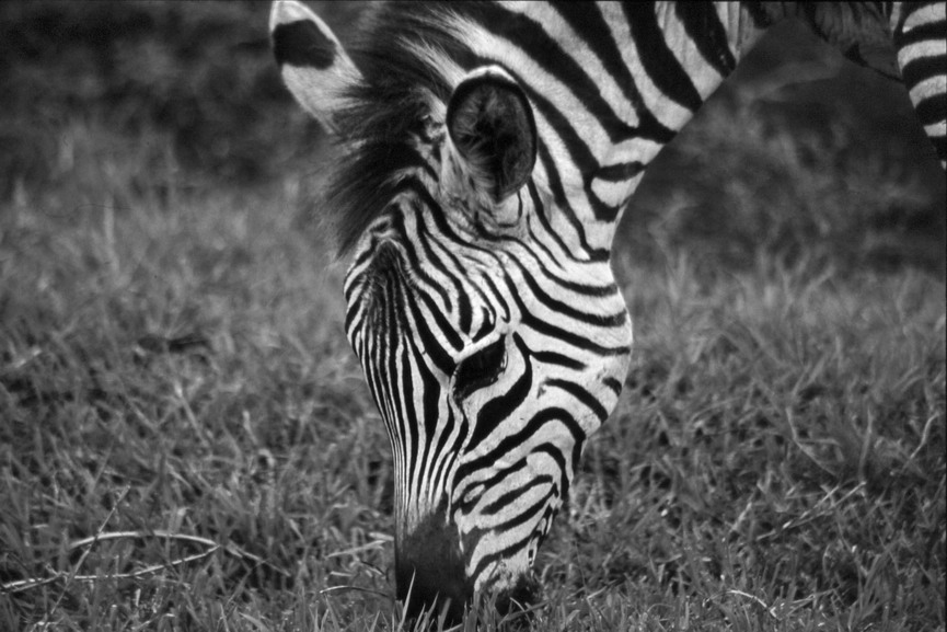 Zebra Black and White