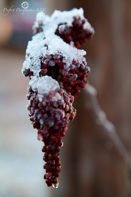 Autumn Snow