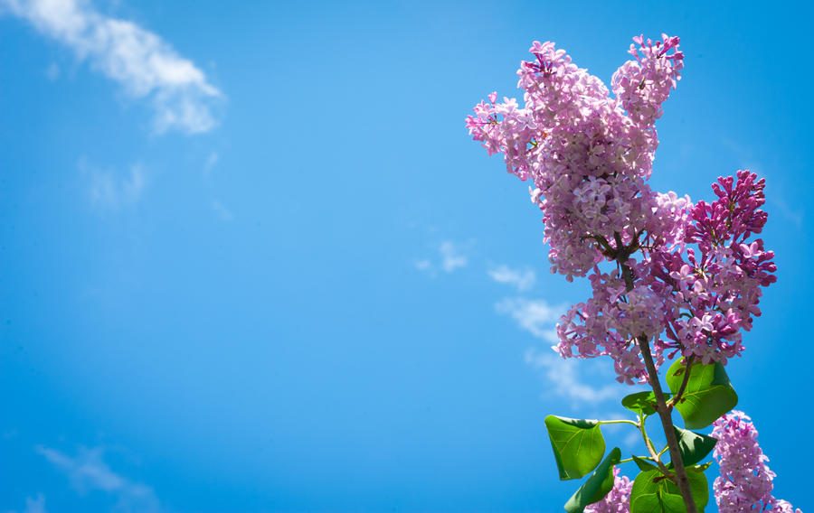 Lilacs Reaching For The Clouds.