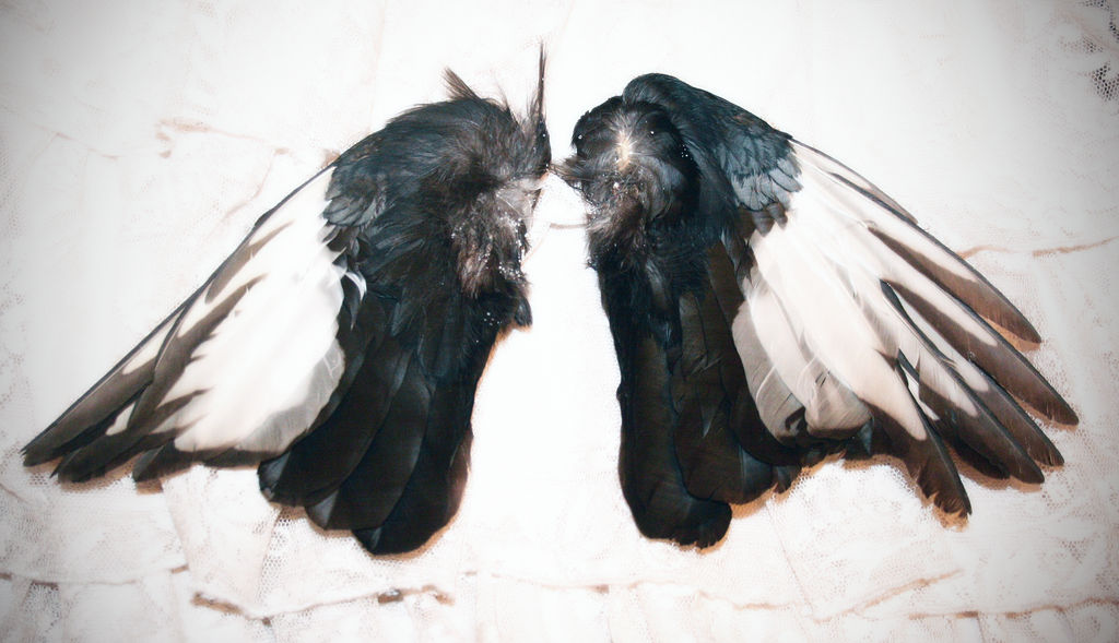 Magpie Wings Stock IV by seldomstock on DeviantArt