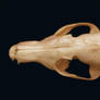 Red Fox Skull Stock I