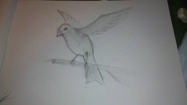 A bird