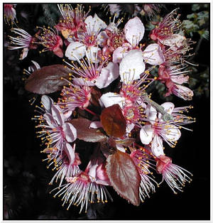 Plum Blossoms