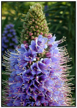 Echium cv. Herronswood Blue