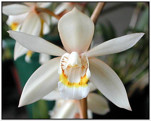 Coelogyne flaccida