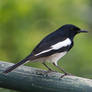 Oriental Magpie Robin -HK