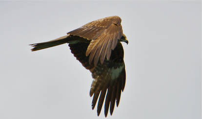 Black Kite 1