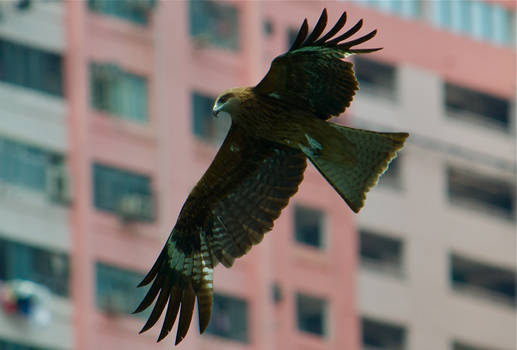 Black Kite 2