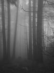 Trees in the clouds by sjbvrsn