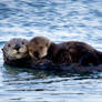 An Otter's Love