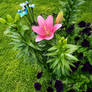 First Lily (of the summer)