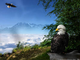 Flight High
