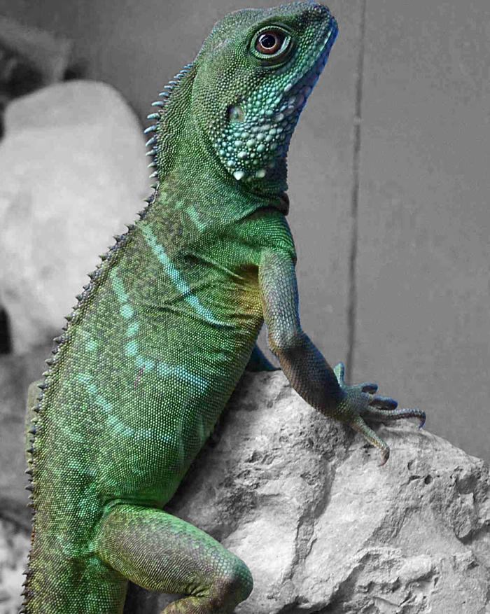 Lizardrd lizard2 by Europa87 on DeviantArt