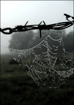 Webbed Dew Morning