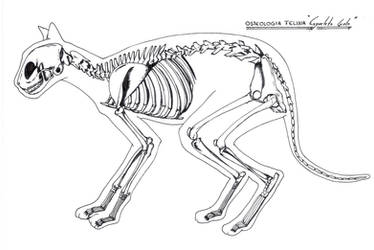 Osteologia felina (esqueleto gato)