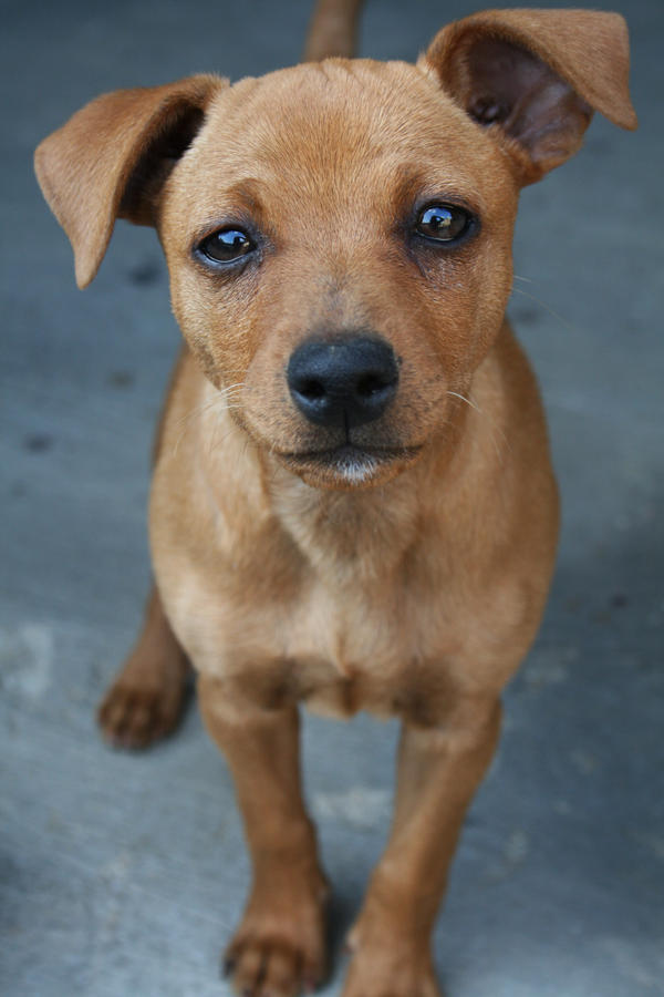 :: portrait of a dog ::