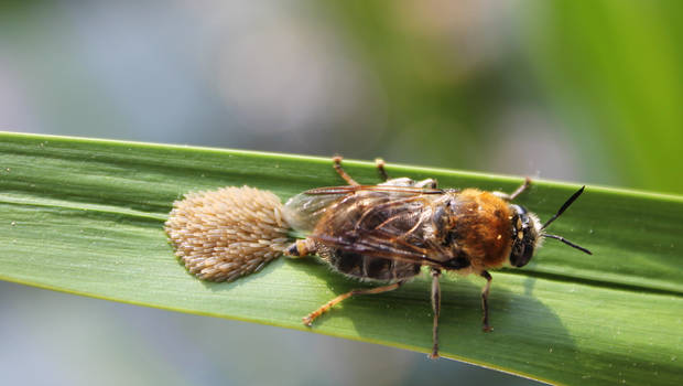 Long-horned general laying eggs