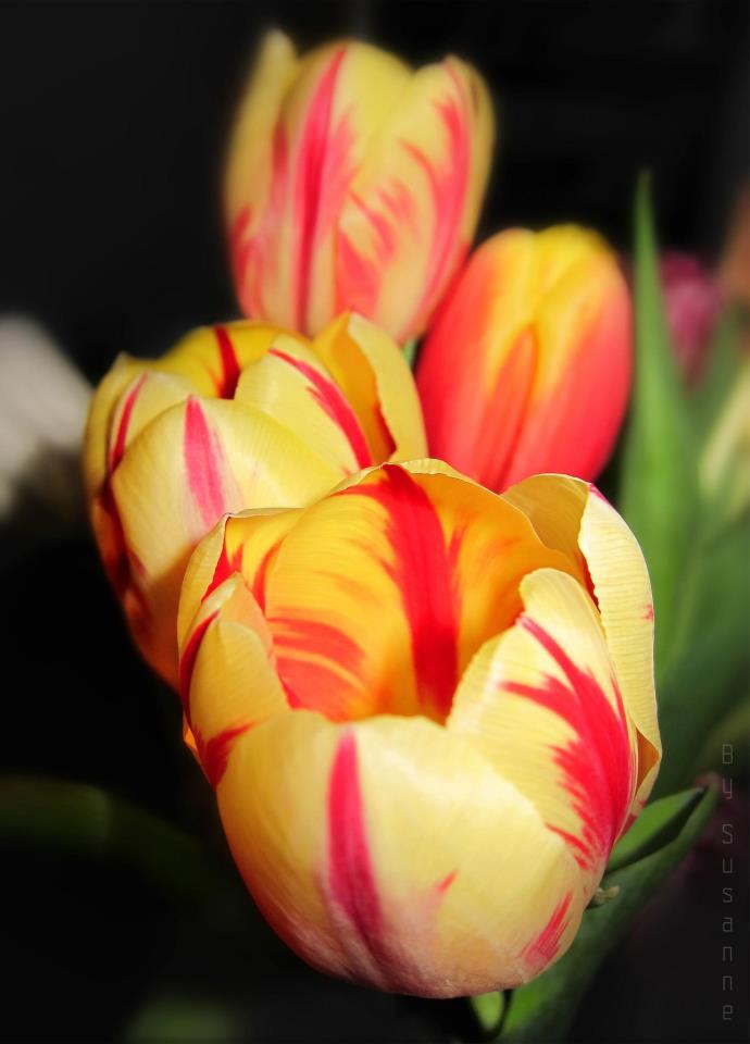 Tulip