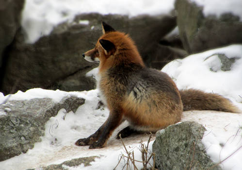 Nordic Red Fox