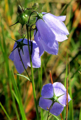 The last Blue Bell For The Year