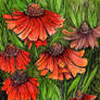Coloured Heleniums1
