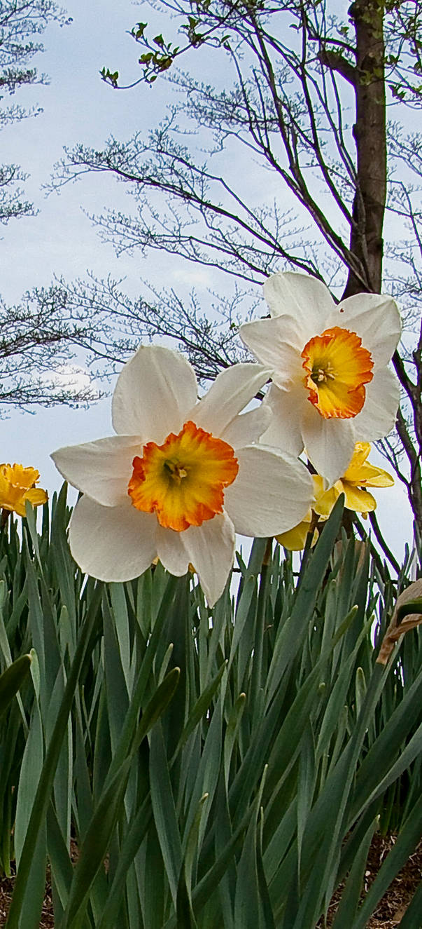 it is spring again by FubukiNoKo on DeviantArt