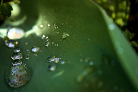 Water on a Leaf