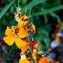 Yellow Flowers 2