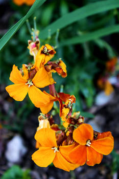 Yellow Flowers 2