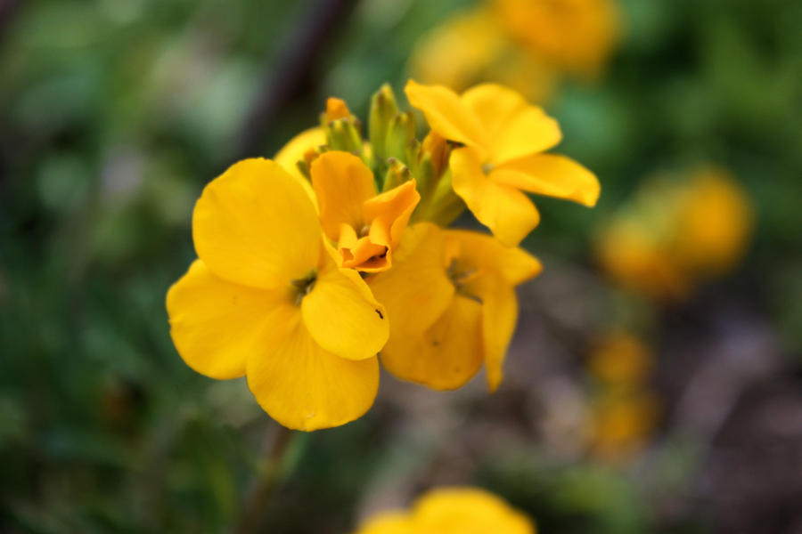 Yellow Flowers 3