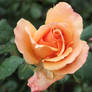 Beautiful Rose