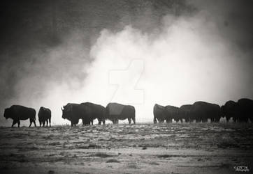 Bison in the Mist