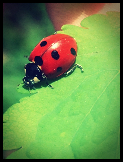 Ladybug