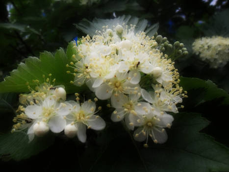 White flowers