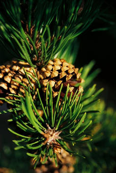 Pinecones