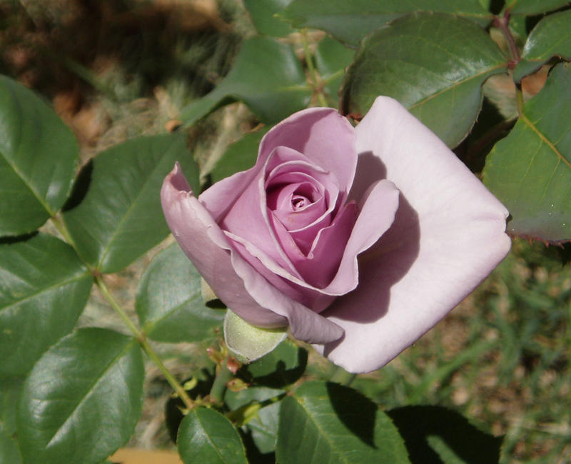 Hybrid Tea - Sterling Silver