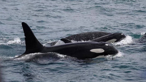 Orca Encounter