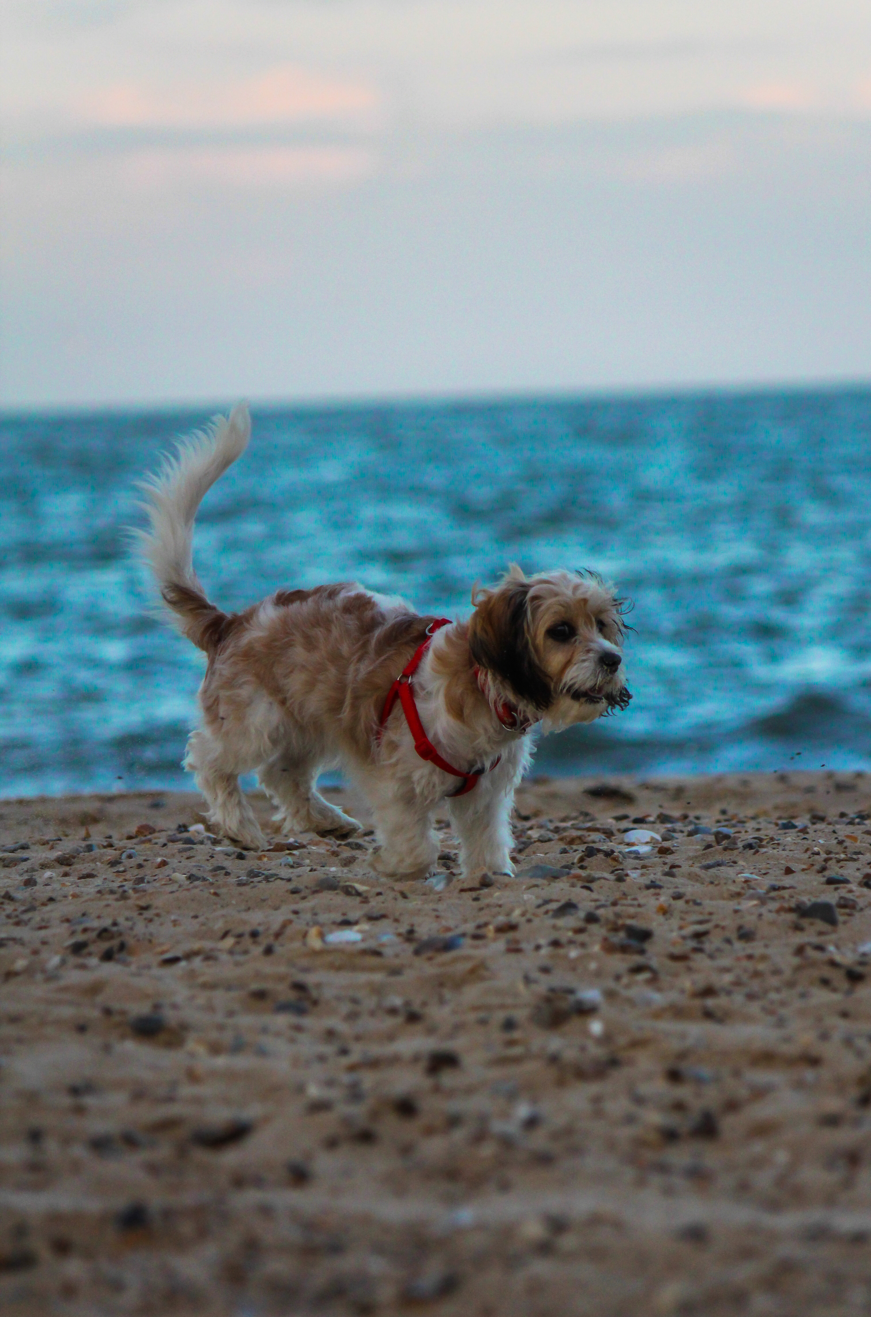 Puppy Sprinting On the Sands