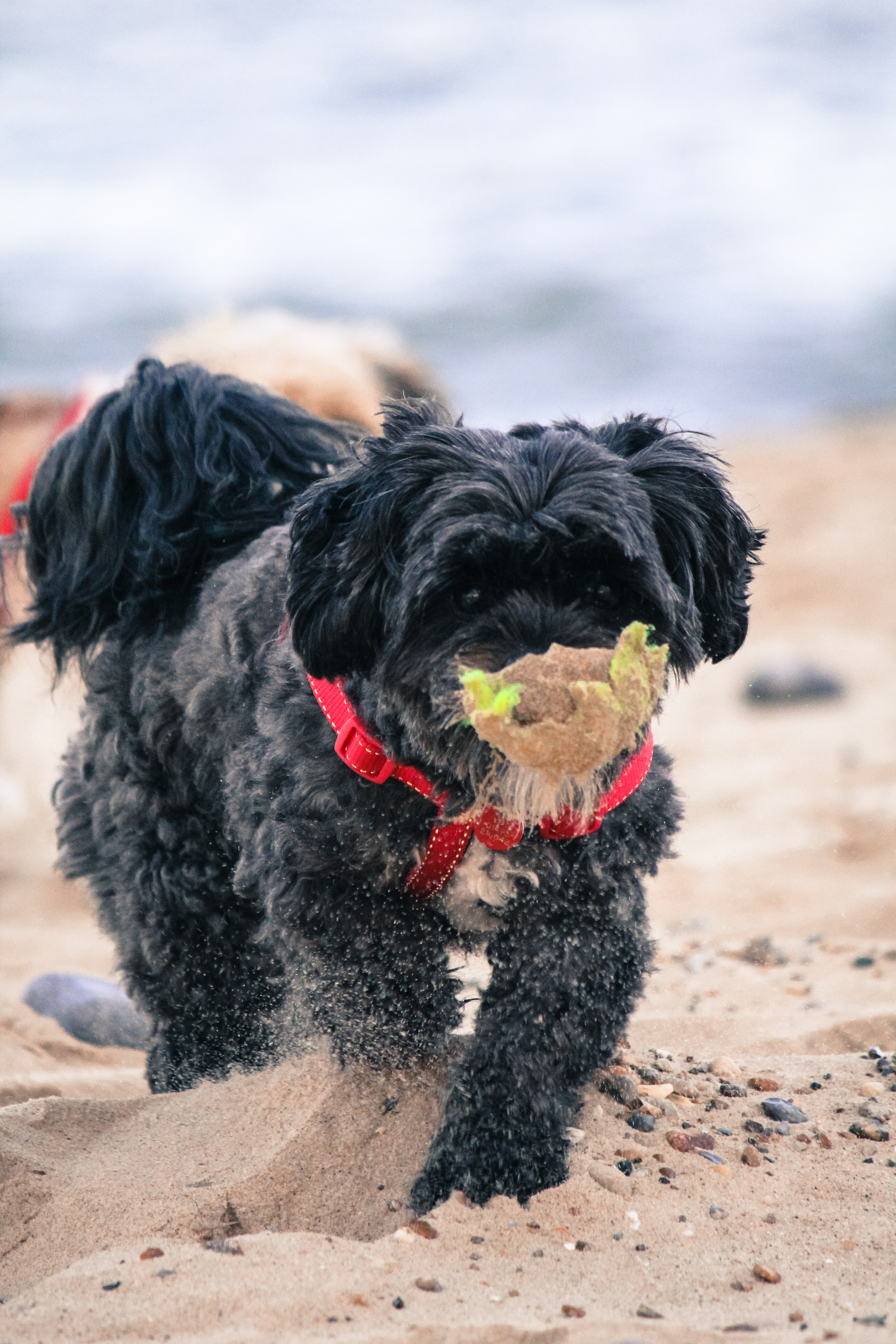 My dog as a sand scooper