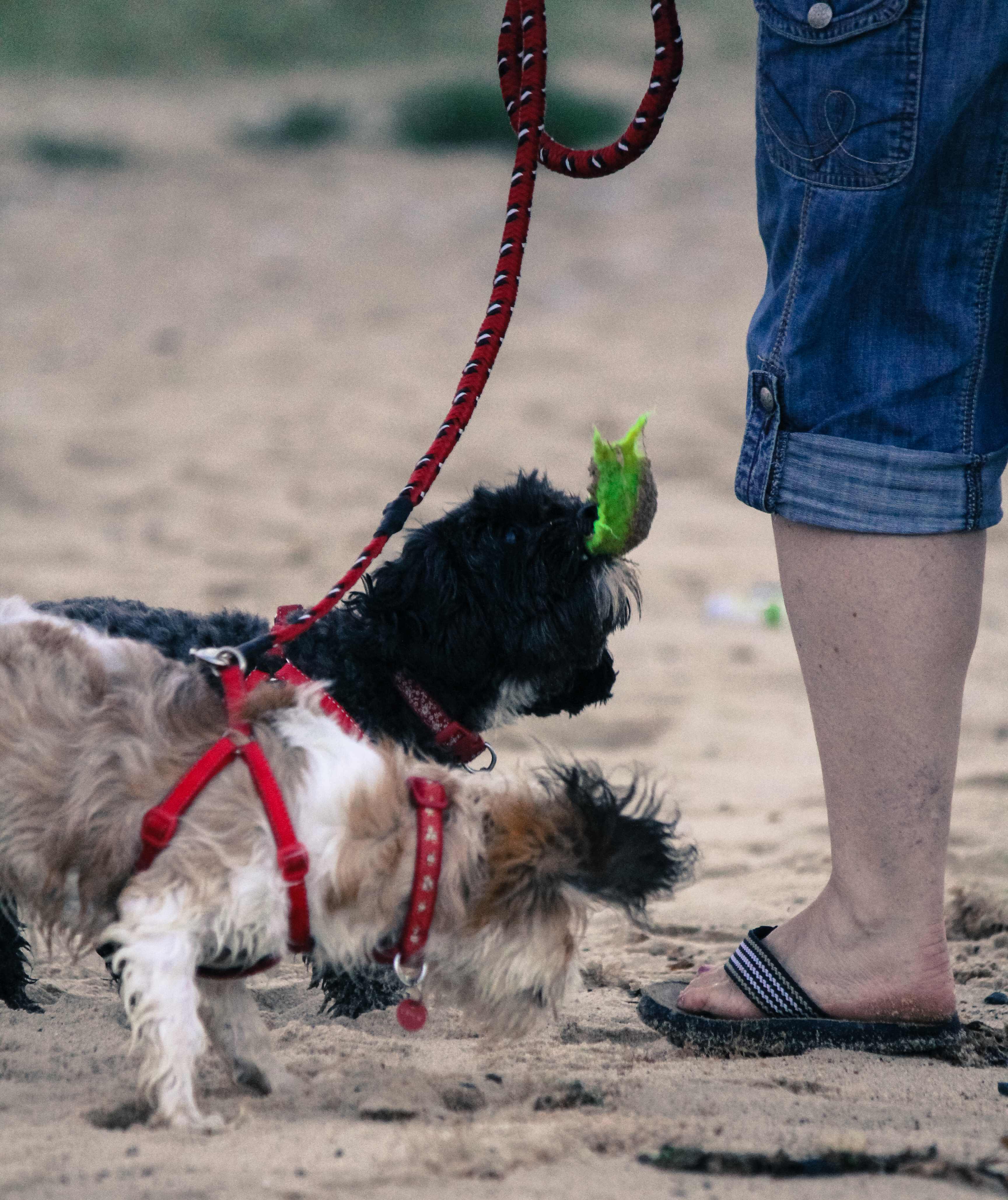 Doggy: Can i have some more please?