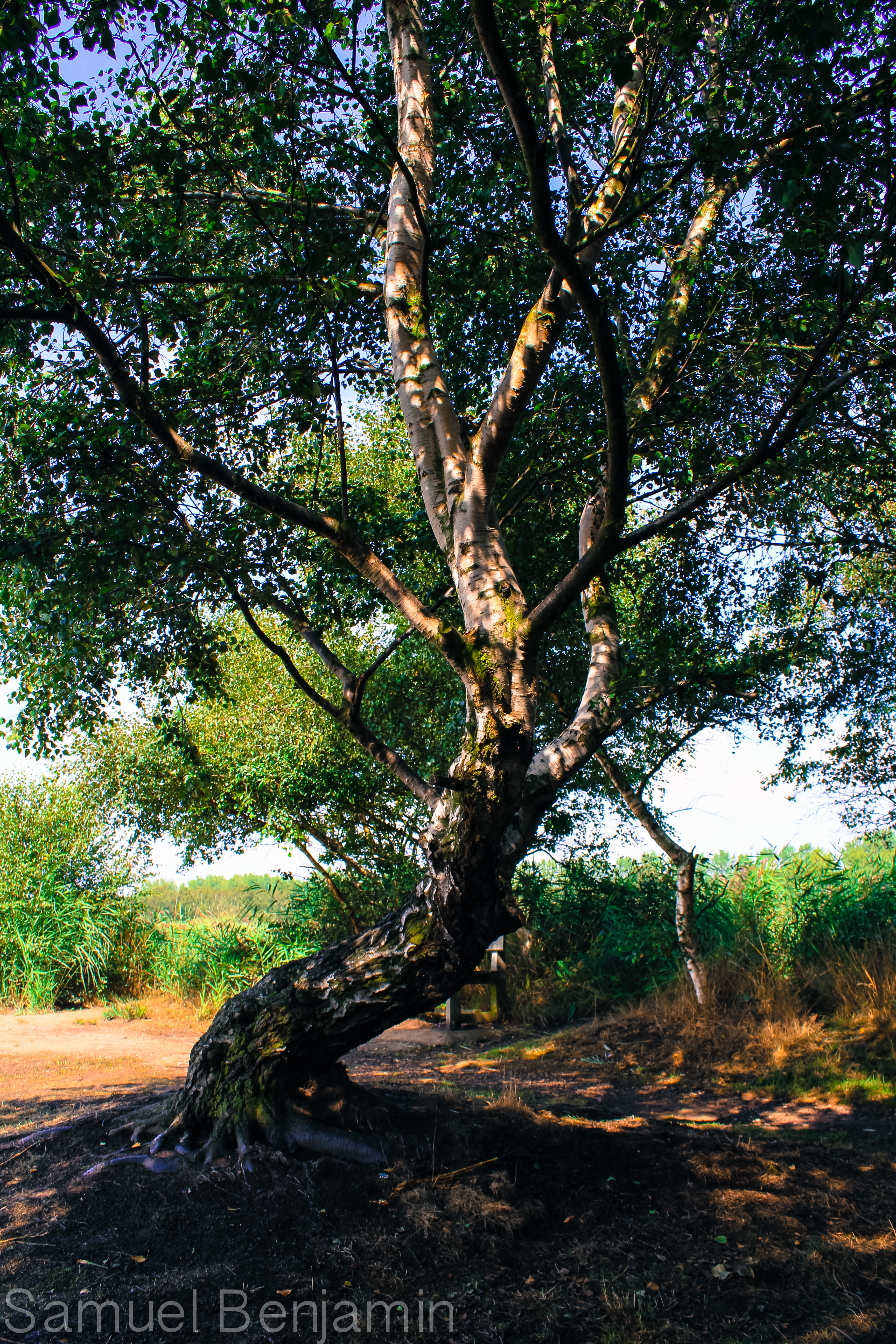 Slanted Tree